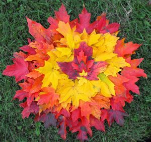 real leaves in a graduated circle of colour, red, yellow and orange