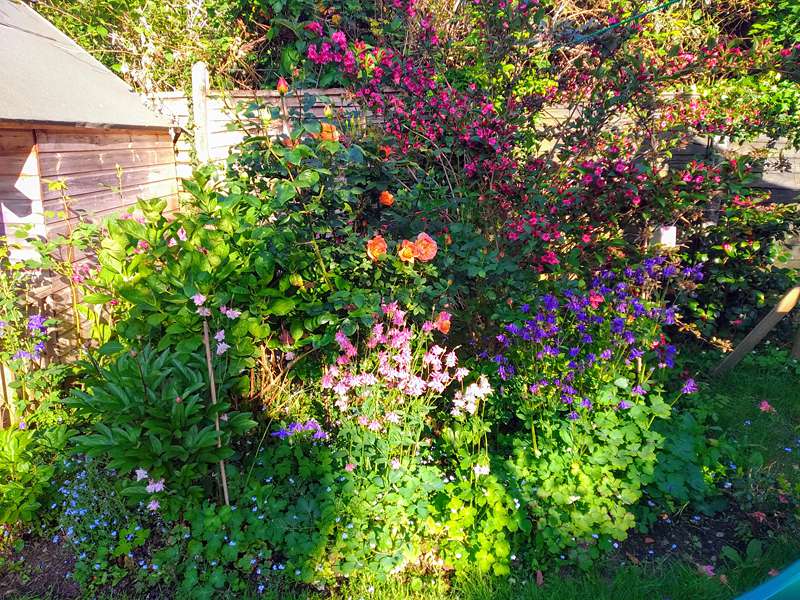 Felicity's garden in May with columbine and roses