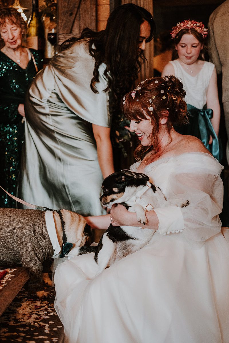 bespoke wedding gown bride with dogs pug chihuahua elegant blush bridal gown